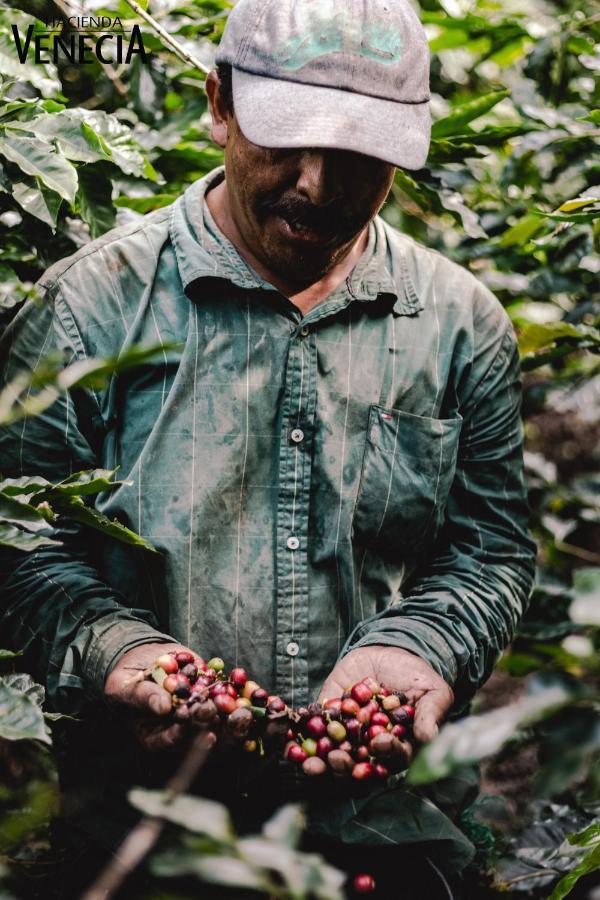 Hacienda Venecia Coffee Farm Hotel Manizales Exterior photo